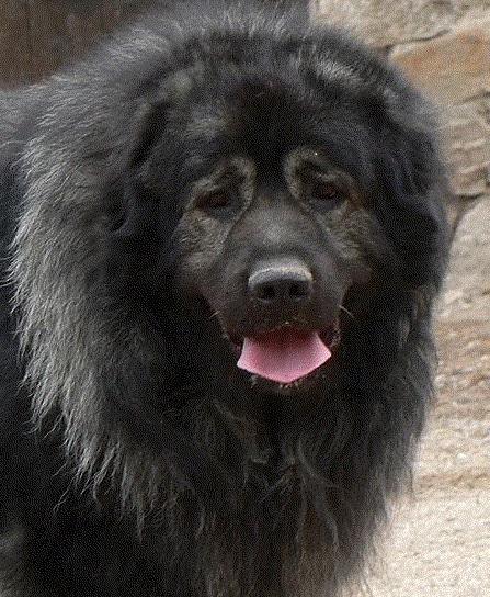 CH. Baïko Des hauts de malforêt